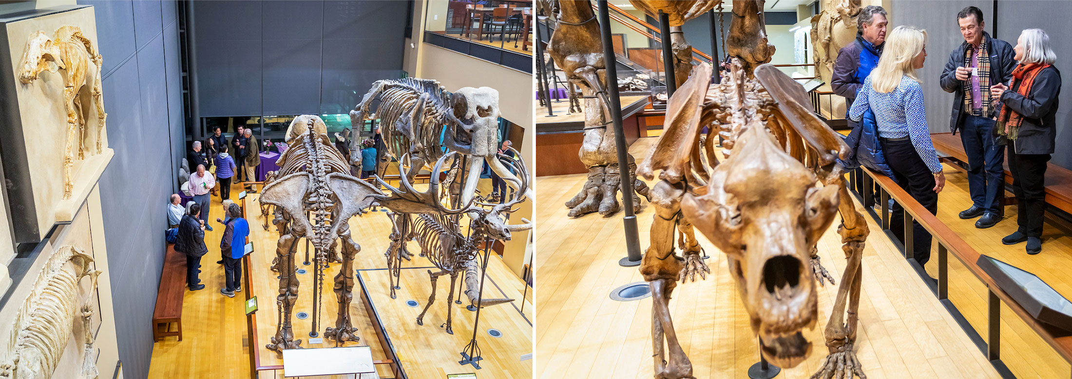 Dinosaur exhibits in the Beneski Museum of Natural History at Amherst College.