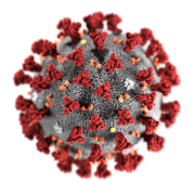The coronavirus, a gray ball with red spikes pointing out of it