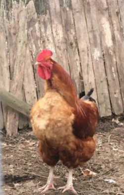 A photo of a rooster