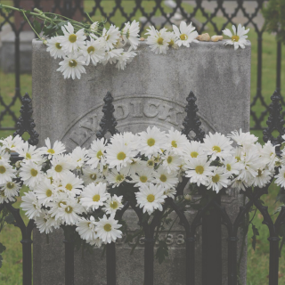 Daisies laid on Emily Dickinson's grave in Amherst